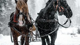 Urlaub in der Natur Bayerns Zwei Pferde vor einem verschneiten Wald ziehen eine Kutsche