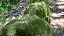 Urlaub in der Natur Bayerns Moosbedeckter Stein mit Wasserbecken im Wald