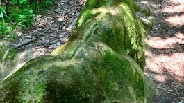 Urlaub im Aktivhotel in Bayern Moosbedeckter Stein mit Wasserbecken im Wald